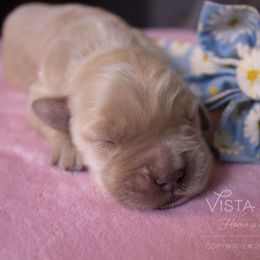 Purple - Golden Retriever puppy in Grand Blanc, Michigan from Vista Goldens