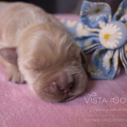 Purple - Golden Retriever puppy in Grand Blanc, Michigan from Vista Goldens