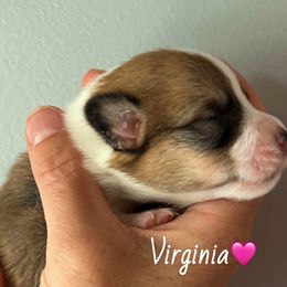 Virginia - Sable female American Corgi puppy in Wegan, Indiana from Brave Country Kennels