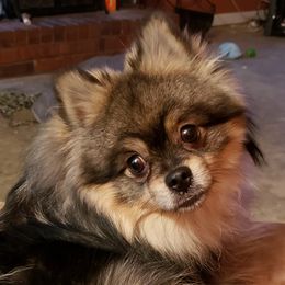 Trudeau - Pomeranian