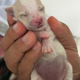 White A - White female Pomeranian puppy in Cheektowaga, New York from Luxe Legacy Pomeranians