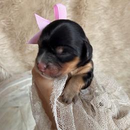 Petra Moon - Black and tan female Cavapoo puppy in Tucson, Arizona from Cavapoo Puppy Parade