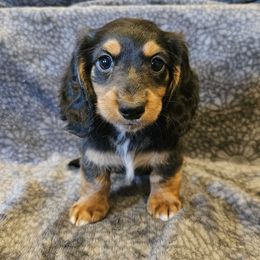 Grady - Black and tan male Dachshund puppy in Tower City, Pennsylvania from Stoney Mountain Mini Doxies