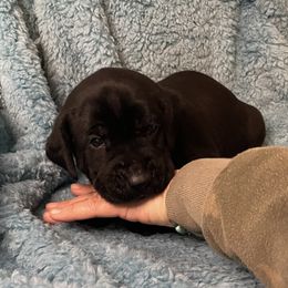 Enzo - Black Labrador Retriever puppy in Saint Maries, Idaho from Oakley's Mountain Top Kennel