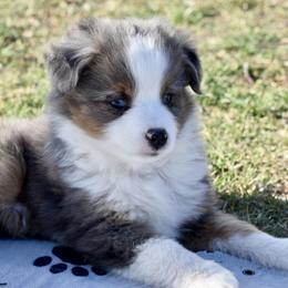 Miniature Australian Shepherd and Toy Australian Shepherd Puppies from Shooting Stars Ranch Toy and Mini Aussies