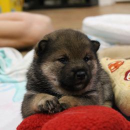 Shiba Inu Puppies from Boomlay Shiba