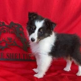 Lil Baby Girl - Black white and tan female Shetland Sheepdog puppy in Dayton, Ohio from Buckeye Shelties