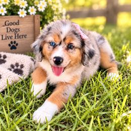 Coral - Blue merle female Miniature Australian Shepherd puppy in 32046, Florida from River Hill Ranch