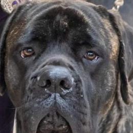 Mastiffs from Large Paw Masiffs