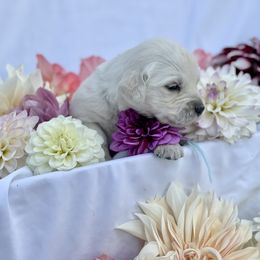Light Blue - Light golden Golden Retriever puppy in Brewster, Washington from AB & Co. Goldens