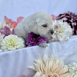 Light Blue - Light golden Golden Retriever puppy in Brewster, Washington from AB & Co. Goldens