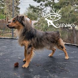 Garrus - Australian Shepherd