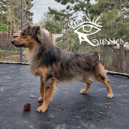 Garrus - Australian Shepherd