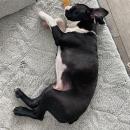 Boston Terrier Puppies from I Love Pups