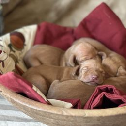Joe - Golden rust male Vizsla puppy in Clemons, Iowa from Kaylee’s Vizslas