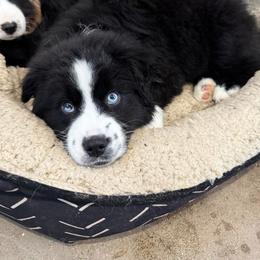 Miniature Australian Shepherd Puppies from Highland Hills Mini Aussies
