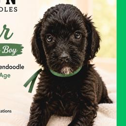 1400.00  Bear: Green Collar - Black male Goldendoodle puppy in Raceland, Louisiana from Cajun Doodles