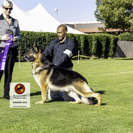 Drake - German Shepherd