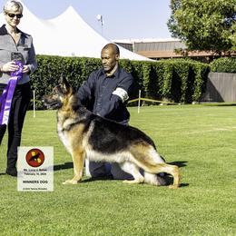 Drake - German Shepherd