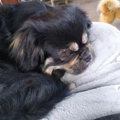 Tibetan Spaniel All Grown Up from Bandor Tibetans