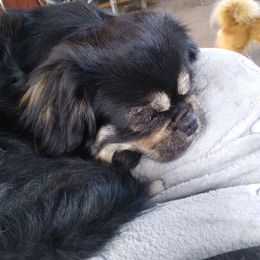 Tibetan Spaniel All Grown Up from Bandor Tibetans