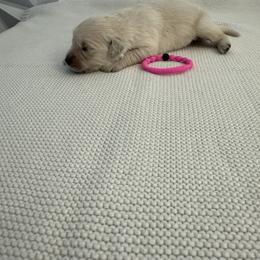 Dark pink - Light golden female Golden Retriever puppy in Radcliff, Kentucky from It’s A Golden Life