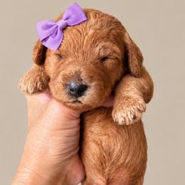 Dorito - Red  female Goldendoodle puppy in Coats, North Carolina from TH.EM Doodles
