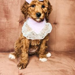 Goldendoodle Puppies from The Doting Doodle