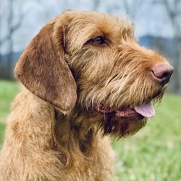 Rokka - Wirehaired Vizsla