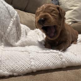Bella - Red  female Goldendoodle puppy in Graham, North Carolina from Geise Meadow Doodles