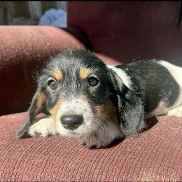 Levi - Piebald male Dachshund puppy in Sallisaw, Oklahoma from Wild West Dachshunds