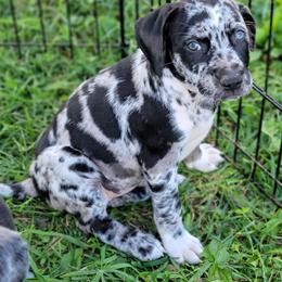 Catahoula Leopard Dog Puppies from Peach Tree Catahoulas
