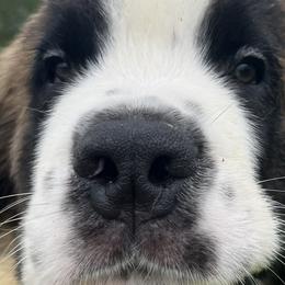 Girl 2 - Saint Bernard puppy in Virginia from Mountain Star Farm VA Saint Bernard