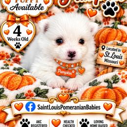 Pumpkin - White female Pomeranian puppy in St. Louis, Missouri from Saint Louis Pomeranian babies