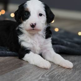 Peppermint - Black tri-color female Aussiedoodle puppy in Casa, Arkansas from Blue Diamond Puppies