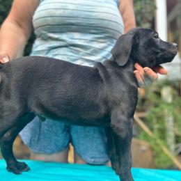 Nero, Boy 1 - Cane Corso puppy from K9 Guardian Cane Corso