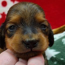 Dachshund Puppies from Owl Hollow Farm Miniature Dachshunds