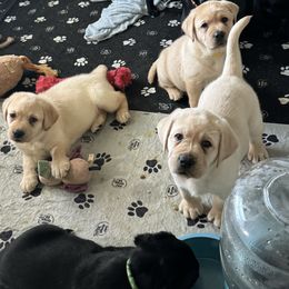 Labrador Retriever Puppies from Lonestar Labradors C&E