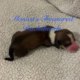 Boy 1 - Cream male Dachshund puppy in Humble, Texas from Monica’s Treasured Dachshunds