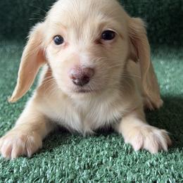 Boy 1 - Cream male Dachshund puppy in Pflugerville, Texas from Dream A Dream Dachshunds