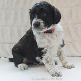 Willow - Parti female Goldendoodle puppy in Lancaster, Pennsylvania from Doodles in the Skye