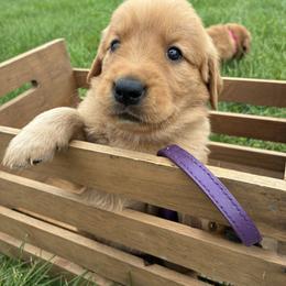 Belle - Dark golden female Golden Retriever puppy in Middleburg, Pennsylvania from South Hill Golden Retrievers