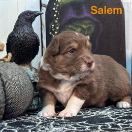 Salem - Red tri-color female Australian Shepherd puppy in Wrightstown, New Jersey from Hartzland Farm Australian Shepherds