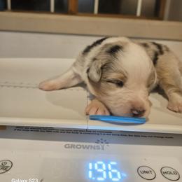 Girl 6 - female Australian Shepherd puppy in Wauneta, Nebraska from 4H Aussies