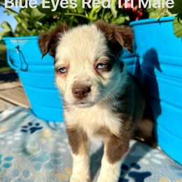 Australian Shepherd Puppies from Worsham’s Toys and Minis Australian Shepherds