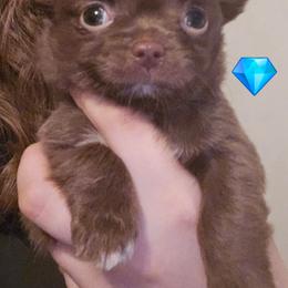 Scappy Doo - Chocolate and white male Chihuahua puppy in Jeffersonville, Indiana from The Joyful World of Chihuahuas