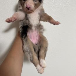 Australian Shepherd and Miniature American Shepherd Puppies from Autumn Fall Aussies