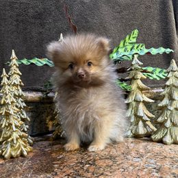 Red - Red sable male Pomeranian puppy in San Jacinto, California from Savvypomeranians