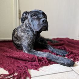 Shylo - Black brindle male Cane Corso puppy in Jarrell, Texas from jada dupre