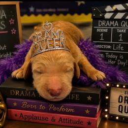 Drama Queen - Apricot female Goldendoodle puppy in Social Circle, Georgia from Poppiedoodle Farms